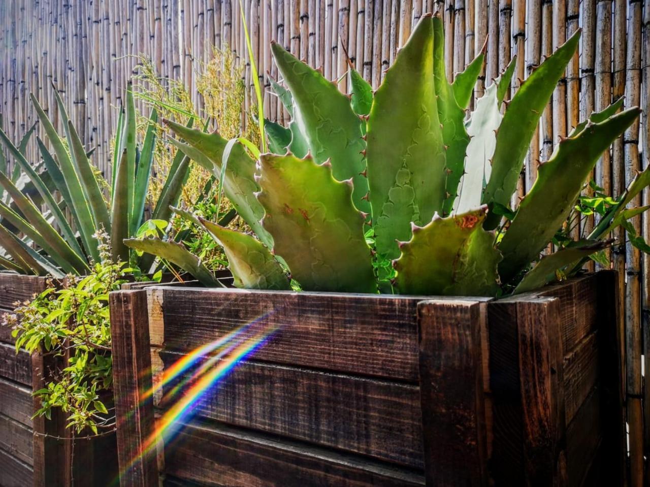 El Diablo Y La Sandia B&B Oaxaca ภายนอก รูปภาพ